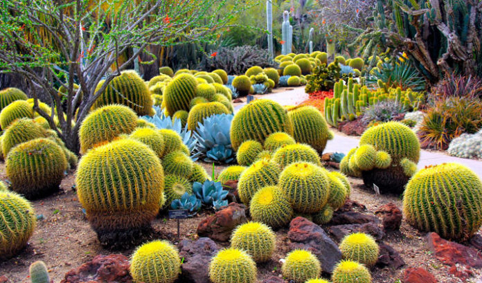 Cactus Garden with 200 species, Soon in Haldwani | Nav Uttarakhand